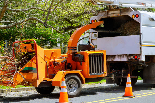 Professional Tree Removal and Landscaping Services in Dupont, PA